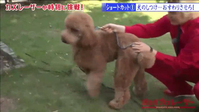 dog-training-jump03